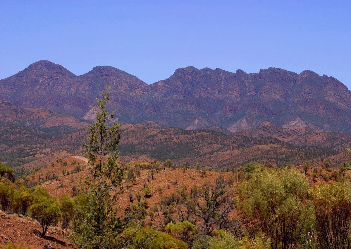 Purple peaks of the Flinders Ranges above trees