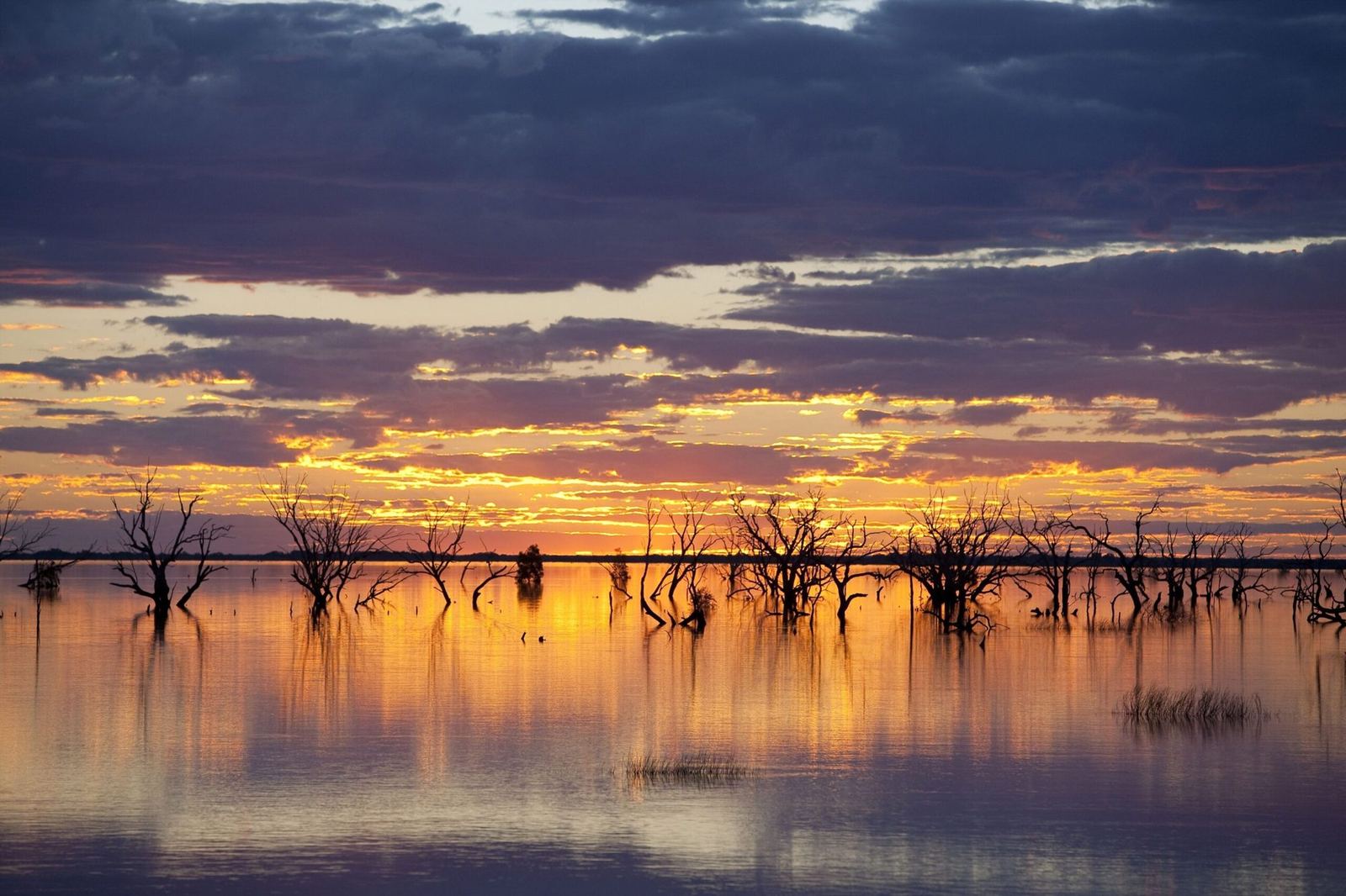 A fiery sunset over Menindee Lakes with drowned trees in silhouette